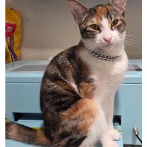 Lost 2 Kitties or Bling (California)