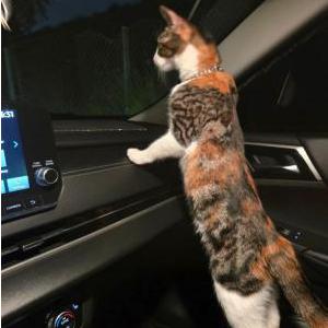 2nd Image of Kitties or Bling, Lost Cat