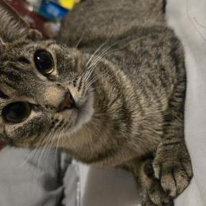 Image of Milo, Lost Cat