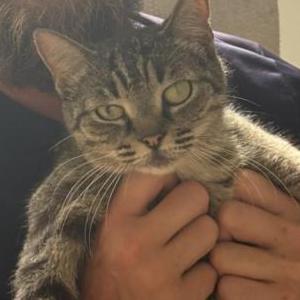 Image of Muffin, Lost Cat