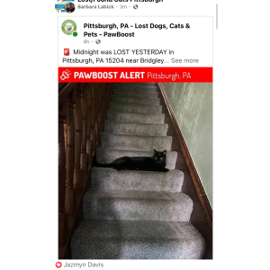 Image of Midnight, Lost Cat