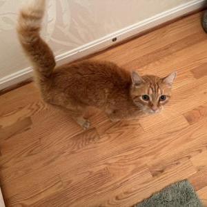 Image of Unsure, Found Cat