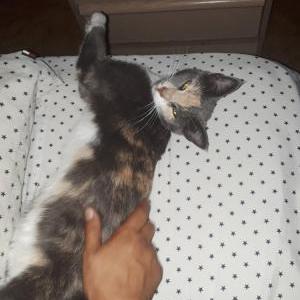 Image of McKenzie, Lost Cat