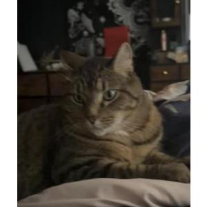 Image of Smella Bella, Lost Cat