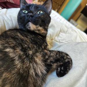 Image of Mishu, Lost Cat