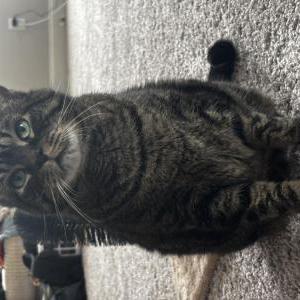 Image of Shadow, Lost Cat