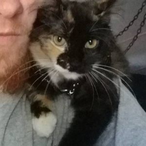 Image of Pennywise, Lost Cat
