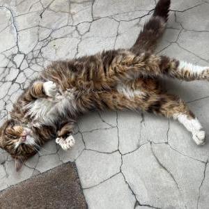 Image of Buttercup, Found Cat