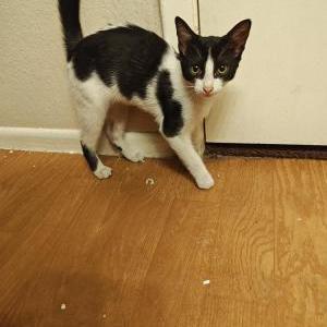 Image of Unknown, Found Cat