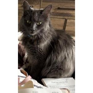 Lost 2 Guinevere (California)