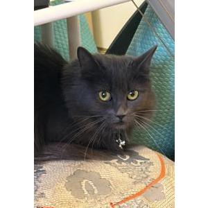 2nd Image of Guinevere, Lost Cat