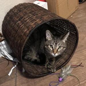 Image of Artemis, Lost Cat