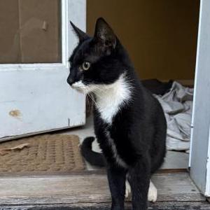 Image of unknown, Found Cat
