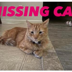 Image of Tiger, Lost Cat