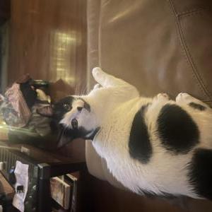 Image of Winnie, Lost Cat