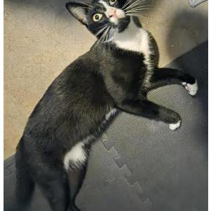 Image of Unknown, Found Cat
