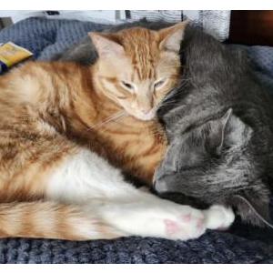 Image of Kumara, Lost Cat