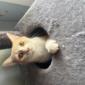 Image of Baby girl, Lost Cat