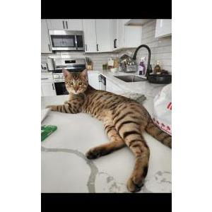 Image of Ezra, Lost Cat
