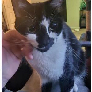 Image of Nala, Lost Cat