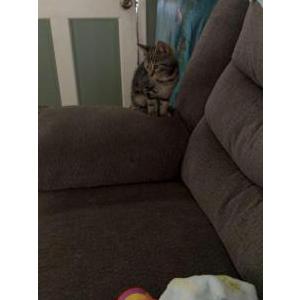 Image of Odin, Lost Cat