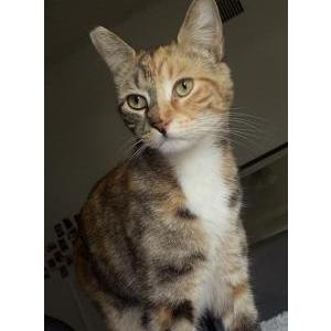 Image of Luna, Lost Cat