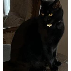 Image of Nyx or, Lost Cat