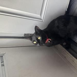 Lost Cat unknown
