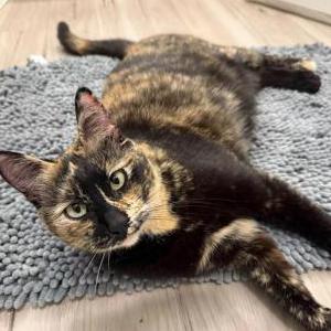 Image of Rosie, Lost Cat