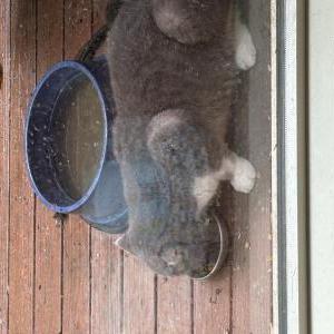 Image of Leo, Found Cat