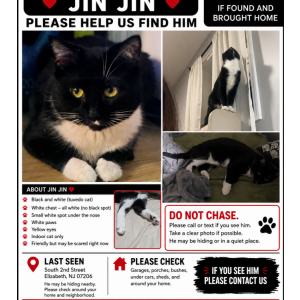 Lost Cat Jin Jin