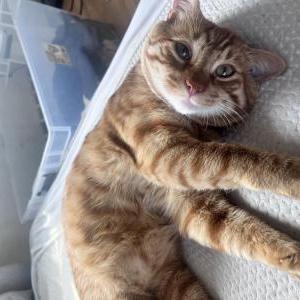 Lost Cat Lefty