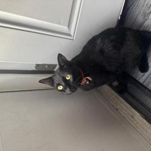 Lost Cat unknown