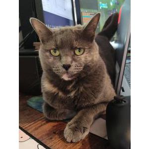 Image of Musubi, Lost Cat