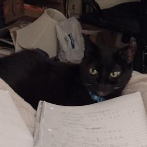 Image of Little Blackie, Lost Cat
