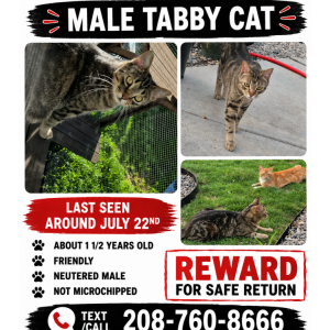 Image of Butthead, Lost Cat