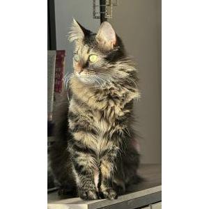 Image of Maze, Lost Cat