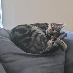 Image of Chloe, Lost Cat