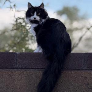 Lost 2 Blu (Arizona)