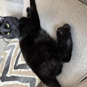Image of Gray, Lost Cat