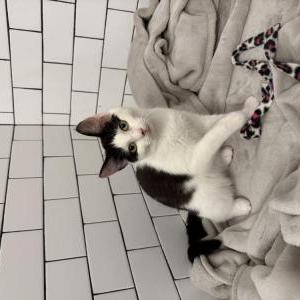 Lost Cat Hanna