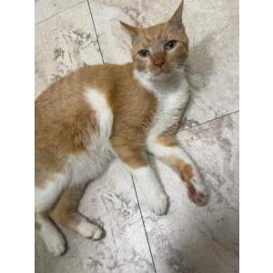 Found Cat Unknown