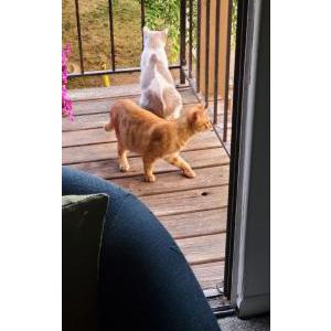 Image of Leo, Lost Cat