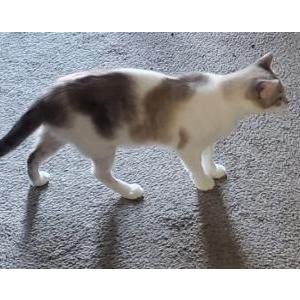 Image of Bubba, Lost Cat