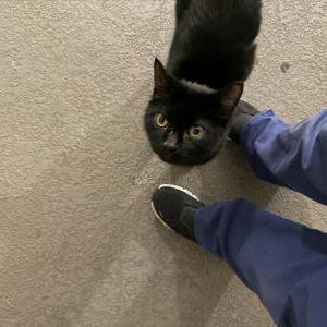Image of Unknown, Found Cat