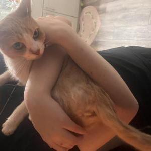 Lost Cat Kickapoo
