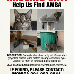 Image of Amba, Lost Cat