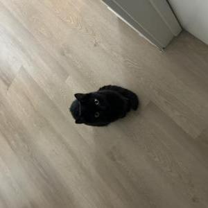 Image of Velour, Lost Cat