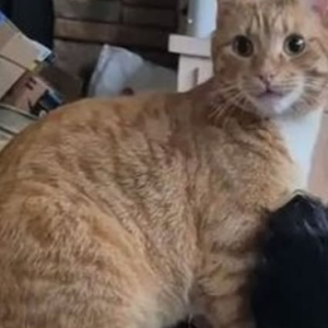 Image of Thomas, Lost Cat