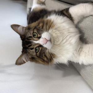 Image of Alfie, Lost Cat